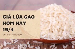 Giá lúa gạo hôm nay 19/4: Nếp AG tươi tăng 100 đồng/kg