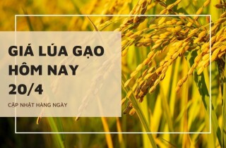 Giá lúa gạo hôm nay 20/4: Gạo nguyên liệu, thành phẩm quay đầu giảm