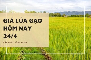 Giá lúa gạo hôm nay 24/4: Nếp Long An (tươi) tăng 100 đồng/kg