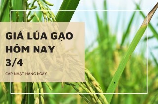 Giá lúa gạo hôm nay 3/4: Duy trì ổn định ngày đầu tuần