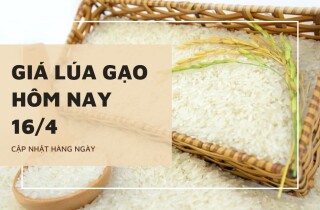 Giá lúa gạo ngày 16/4 biến động trái chiều từ 50 đồng/kg đến 2.000 đồng/kg