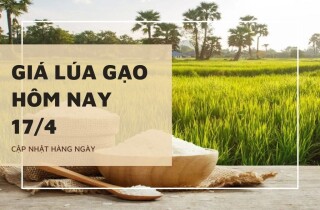 Giá lúa gạo ngày 17/4 tăng 200 đồng/kg đối với một số mặt hàng lúa