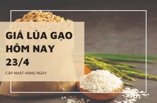 Giá lúa gạo giảm 500 đồng ở nhiều mặt hàng gạo trong ngày 23/4