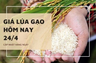 Giá lúa gạo đồng loạt đứng yên trong ngày 24/4