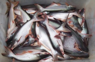 'Gã khổng lồ' xuất khẩu cá rô phi Trung Quốc chen chân vào lĩnh vực cá tra