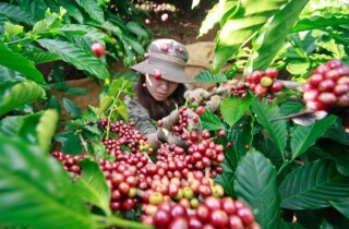 Vì sao xuất khẩu cà phê giảm trong quý đầu năm?