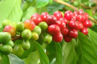 ICO: Thị trường cà phê toàn cầu thâm hụt 7,3 triêu bao trong niên vụ 2022 – 2023