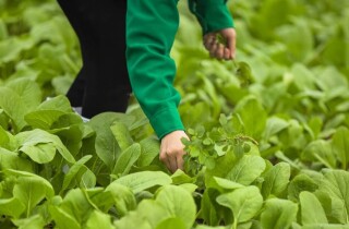 Thế Giới Di Động dừng dự án trồng rau sạch 4KFarm, logistics Toàn Tín