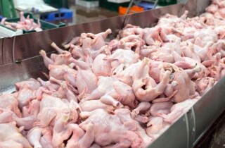 Nguồn cung dư thừa, vì sao gà thải loại vẫn ồ ạt ‘chạy’ vào Việt Nam?