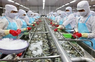 Nhập khẩu tôm của Trung Quốc đạt kỷ lục trong quý I nhưng thị phần của Việt Nam lại co hẹp