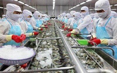 Nhập khẩu tôm của Trung Quốc đạt kỷ lục trong quý I nhưng thị phần của Việt Nam lại co hẹp