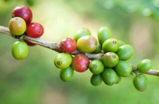 ICO: Giá cà phê tăng lên mức cao nhất 7 tháng do lo ngại nguồn cung thâm hụt