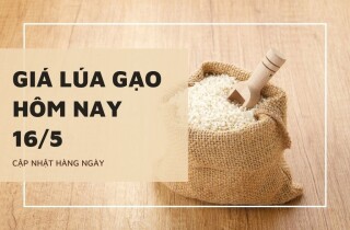 Giá lúa gạo hôm nay 16/5: Gạo nguyên liệu tăng 50 đồng/kg