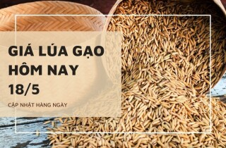 Giá lúa gạo hôm nay 18/5: Gạo nguyên liệu tăng 50 đồng/kg