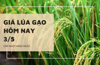 Giá lúa gạo hôm nay 3/5: Duy trì ổn định