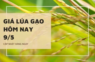 Giá lúa gạo hôm nay 9/5: Gạo nguyên liệu, thành phẩm thăng 50 đồng/kg
