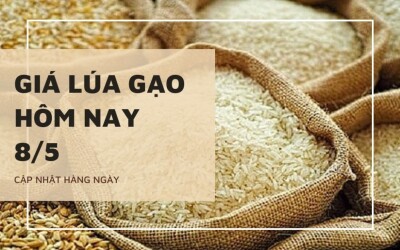 Giá lúa gạo ngày 8/5 tăng nhẹ ở mặt hàng nếp