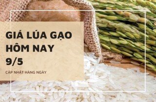 Giá lúa gạo trái chiều từ 100 đồng/kg đến 500 đồng/kg trong ngày 9/5