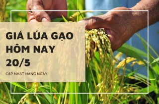 Giá lúa gạo duy trì ổn định trong ngày đầu tuần 20/5
