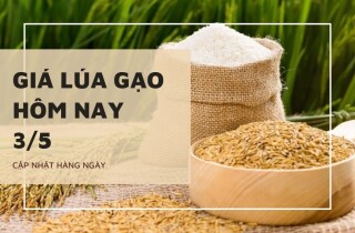 Giá lúa gạo tăng từ 200 đồng/kg đến 500 đồng/kg trong ngày 3/5